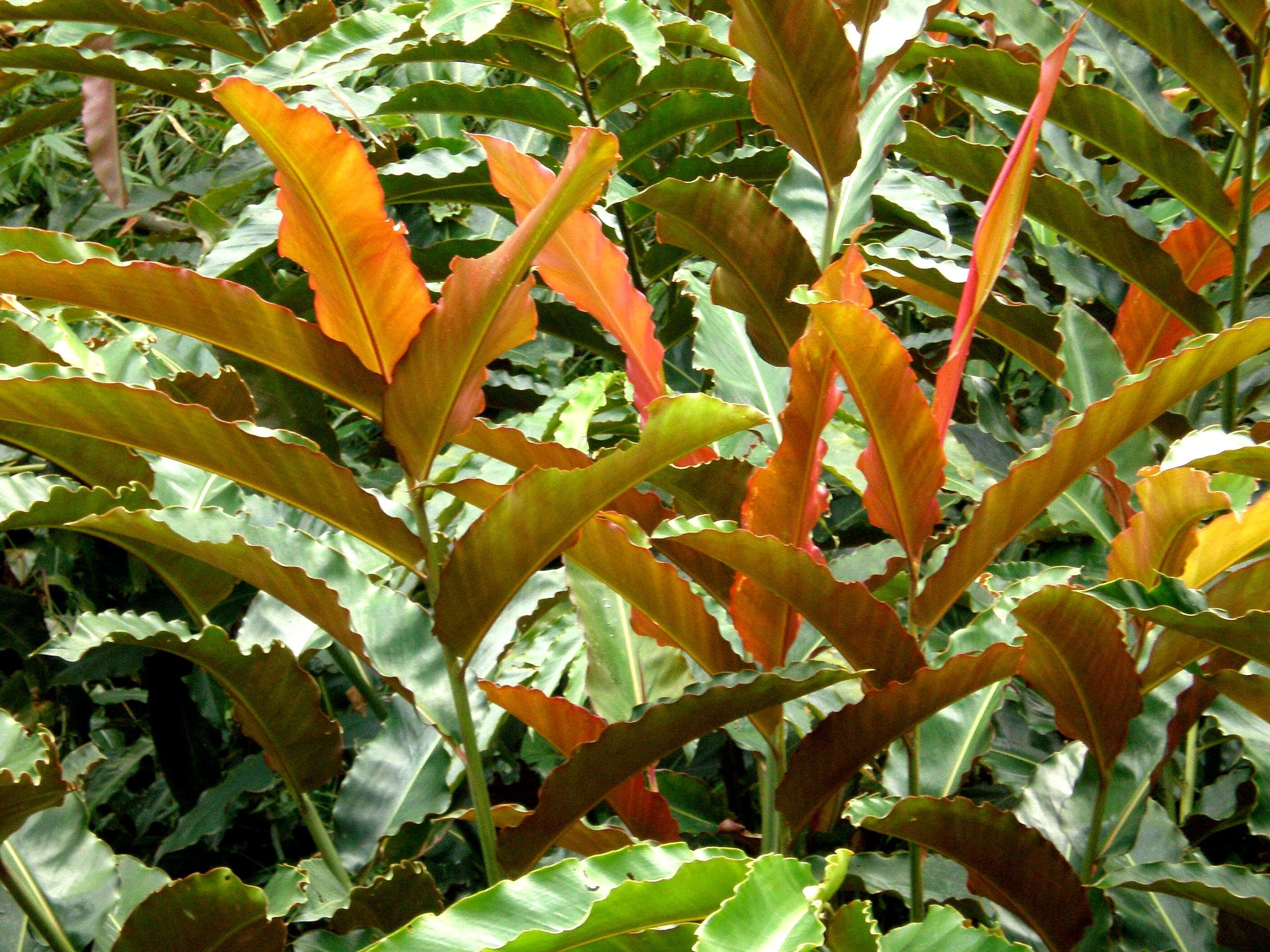 Etlingera fulgens (Ridl.) C. K. Lim的圖片