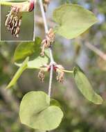 Image of katsura tree family