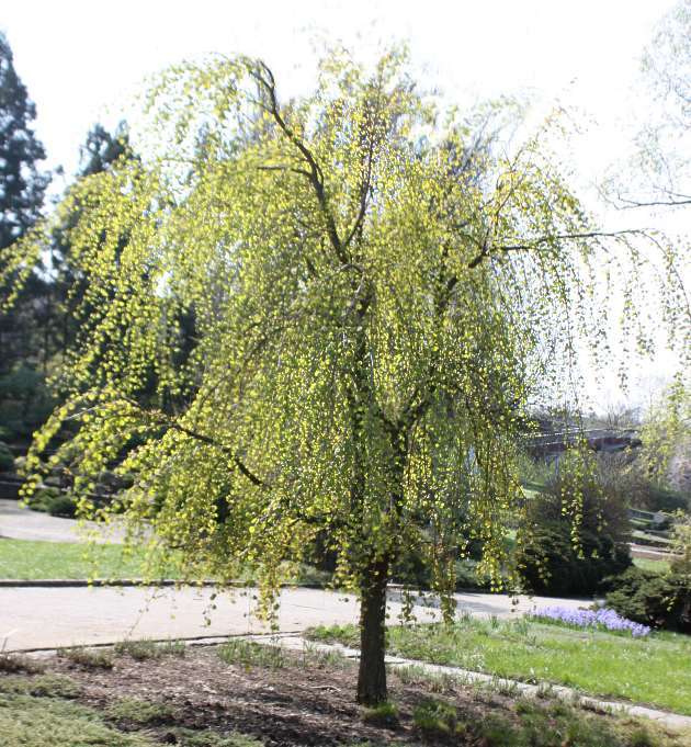 Image of katsura tree family