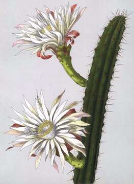 Imagem de Praecereus saxicola (Morong) N. P. Taylor