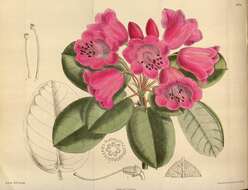 Image of Rhododendron orbiculare Decne.