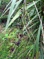 Imagem de Cordyline stricta (Sims) Endl.