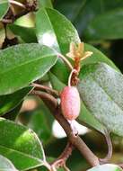 Image of Elaeagnus submacrophylla Serv.