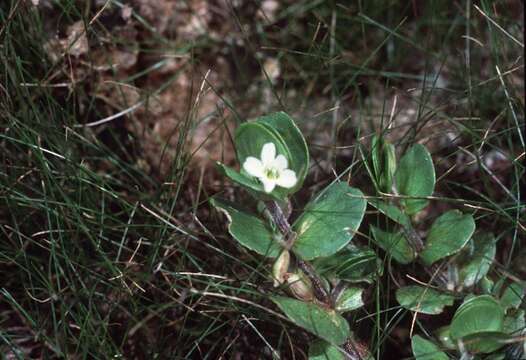 Image of disk waterhyssop