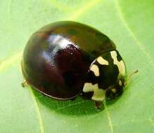 Image of Fifteen-spotted Lady Beetle