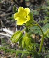 صورة Emmenanthe penduliflora Benth.