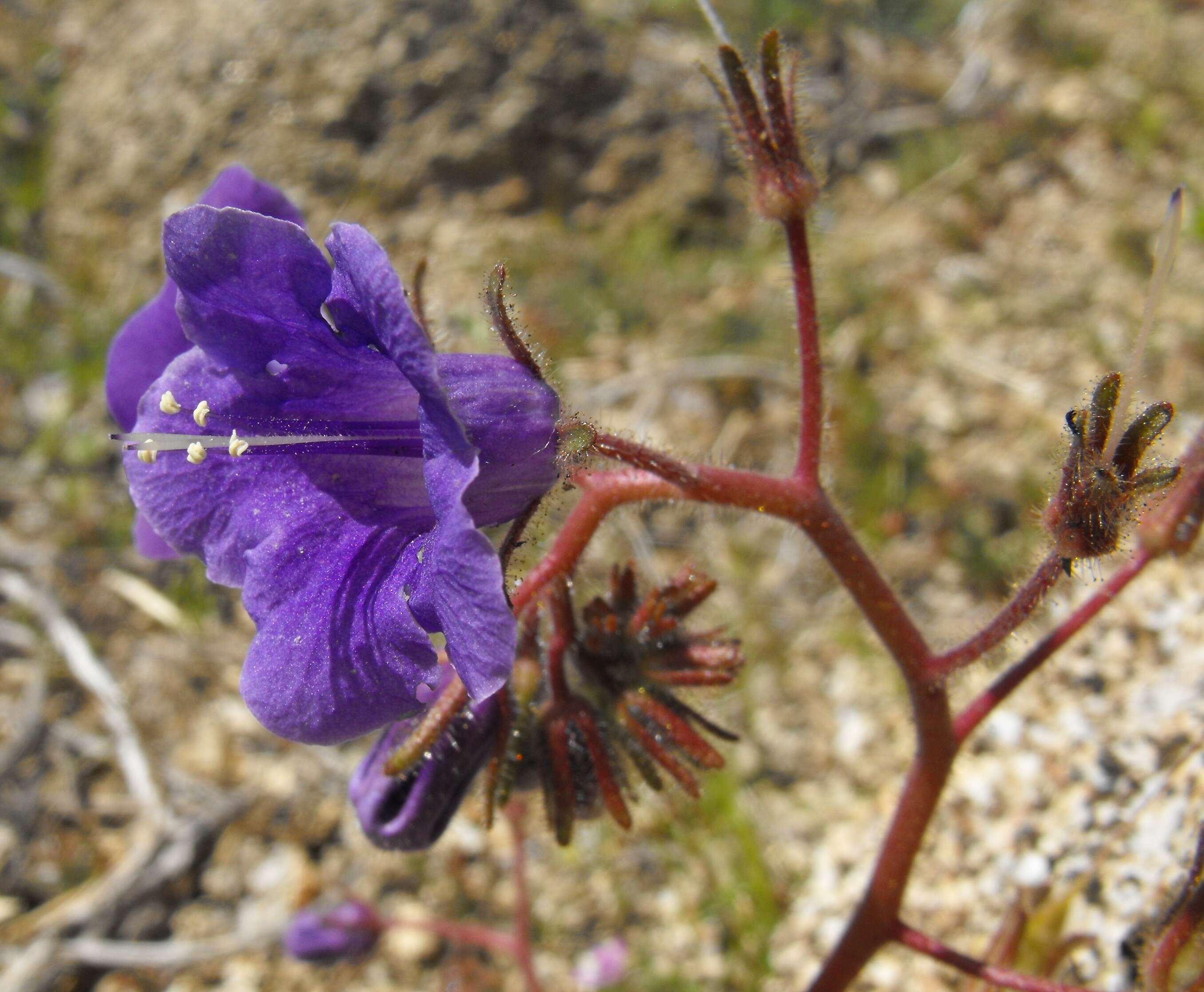 Image of wild canterbury bells