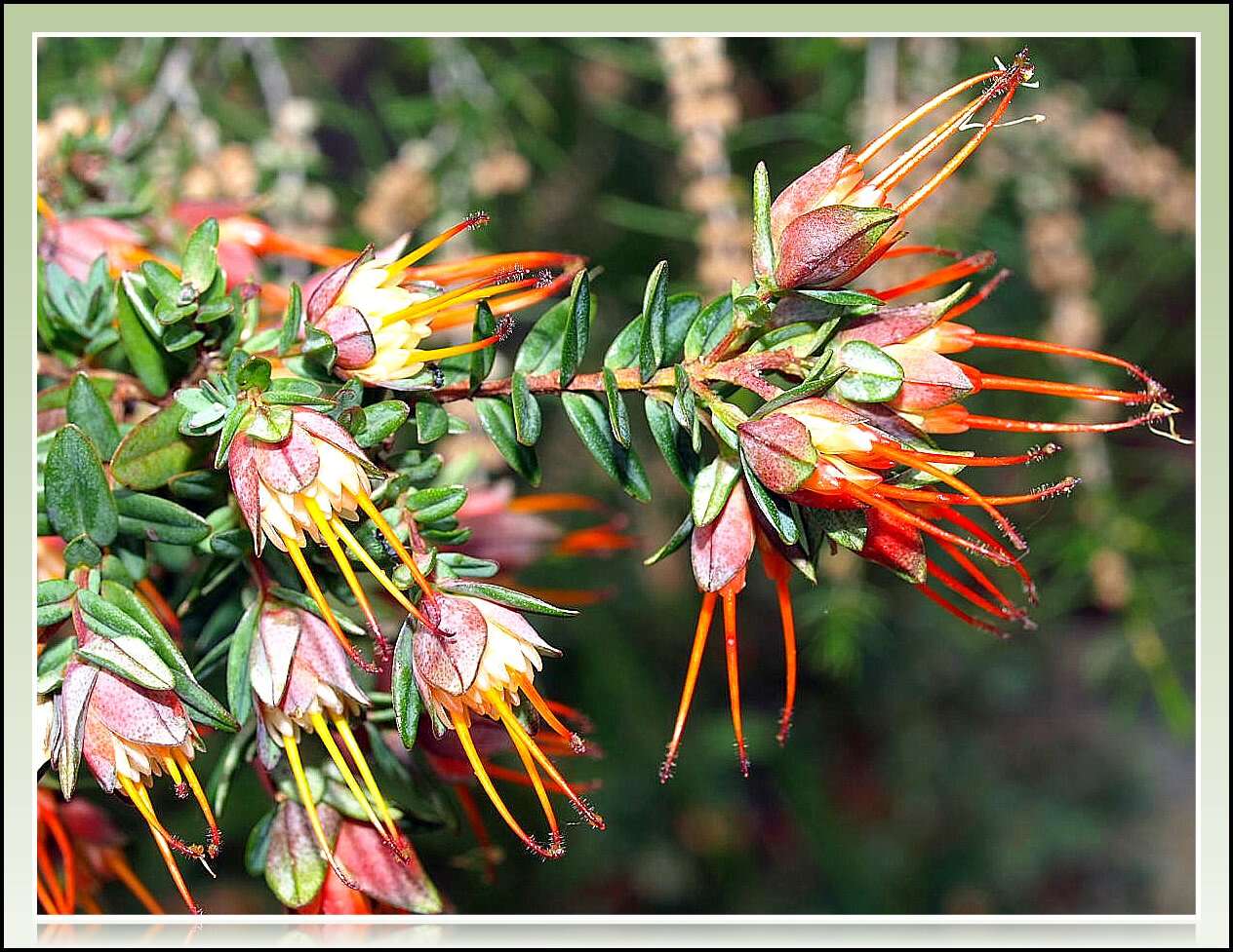 Image of Darwinia citriodora (Endl.) Benth.