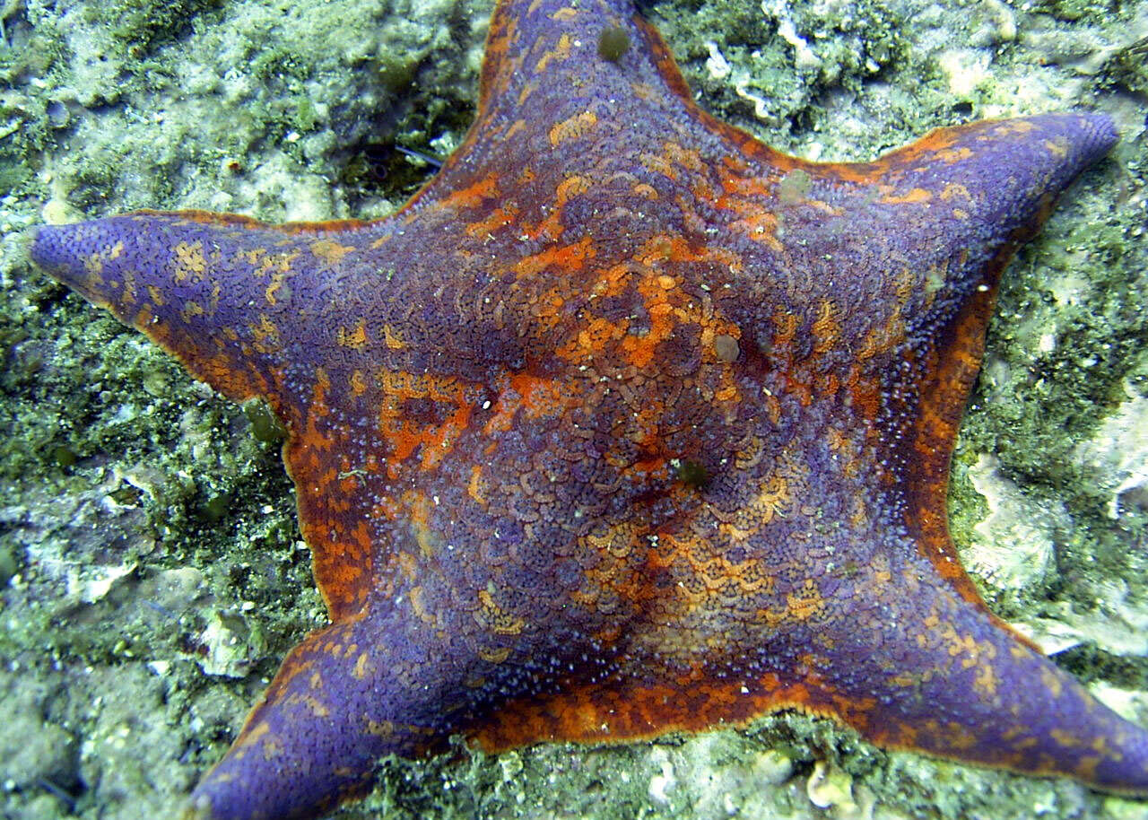 Image of Bat star