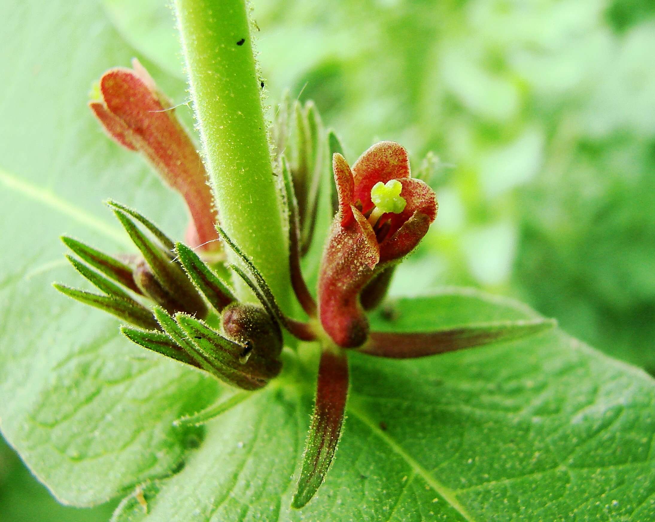 Triosteum aurantiacum E. P. Bickn. resmi