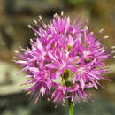 Image de Allium columbianum (Ownbey & Mingrone) P. M. Peterson, Annable & Rieseberg