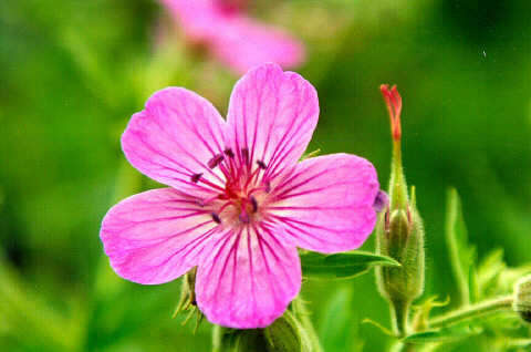 Image of sticky purple geranium