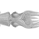 Enoploteuthis leptura (Leach 1817) resmi