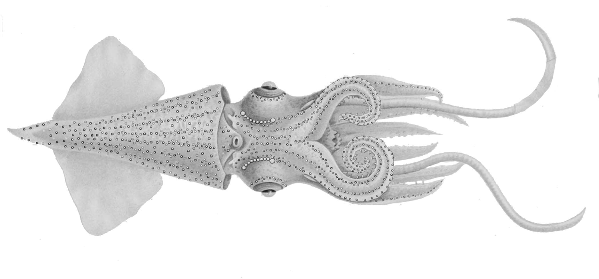 Image of Enoploteuthis leptura (Leach 1817)