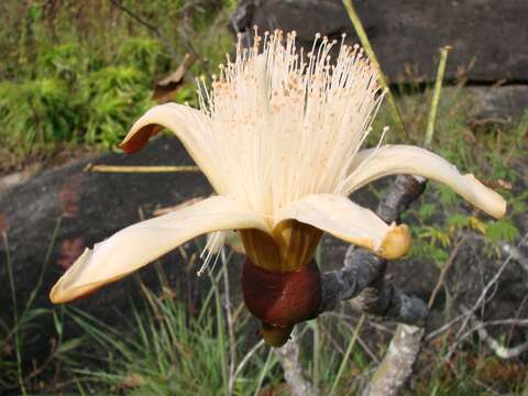 Image of Pseudobombax tomentosum (Mart. & Zucc.) A. Robyns