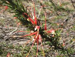 Image of Grevillea tripartita Meissn.