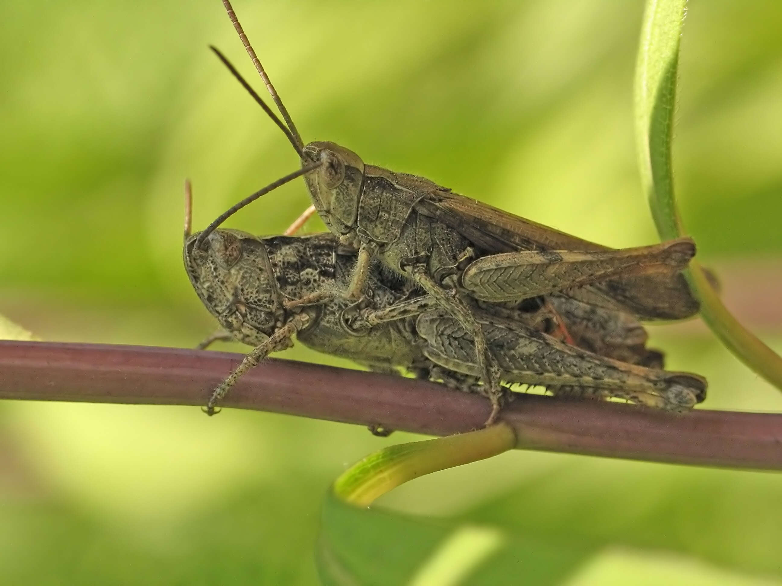 Image de criquet des adrets