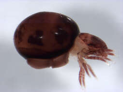 Image of oribatid mites