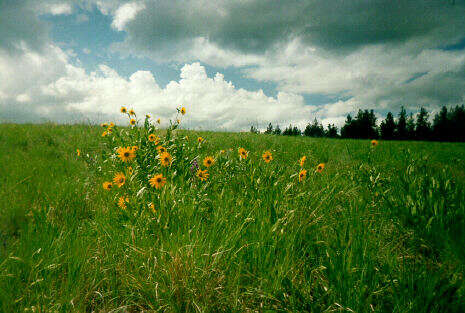 Image of oneflower helianthella