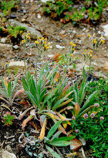 Image of Scouler's woollyweed