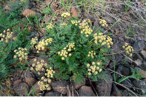 Слика од Lomatium salmoniflorum (Coult. & Rose) Mathias & Constance