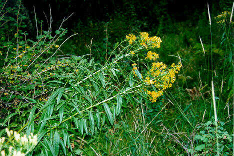 Image of tall ragwort