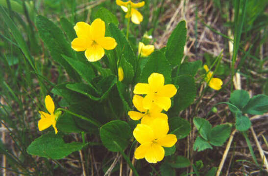 Image of Nuttall's violet