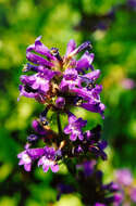 Image of sulphur penstemon