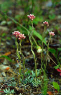 Image of littleleaf pussytoes