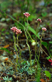 Image of littleleaf pussytoes
