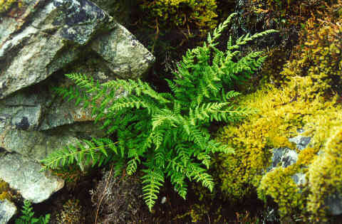 Image of Rocky Mountain woodsia