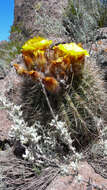 Echinopsis resmi