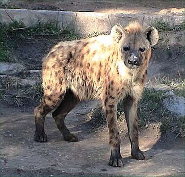 Image of Spotted Hyaenas