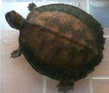 Image of Enigmatic leaf turtle