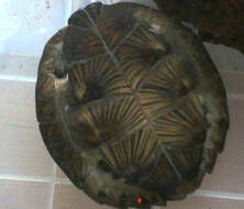 Image of Enigmatic leaf turtle