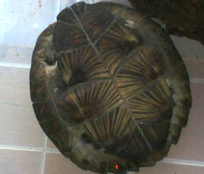 Image of Enigmatic leaf turtle