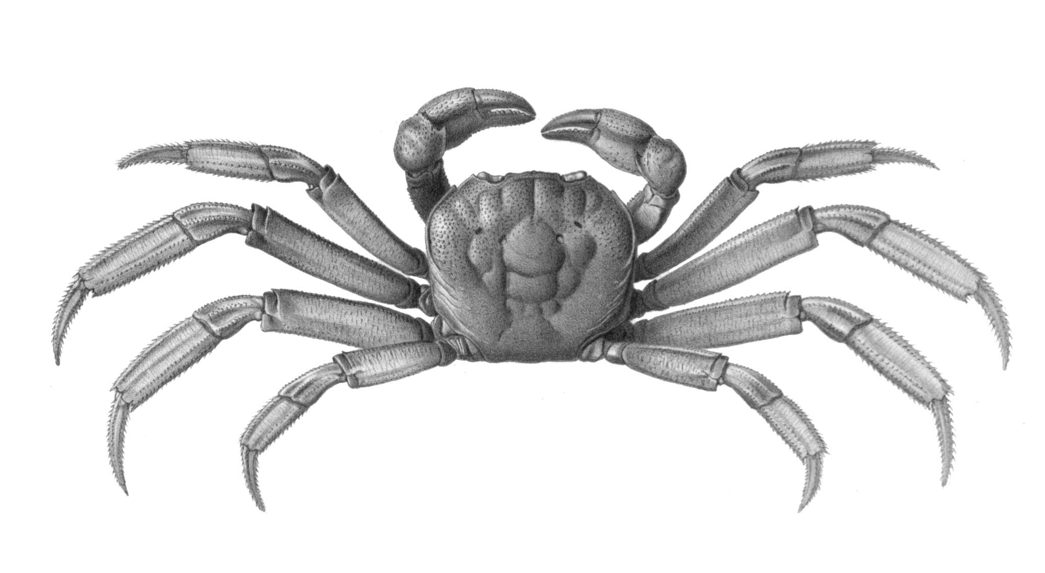 Image of Discoplax longipes A. Milne-Edwards 1867