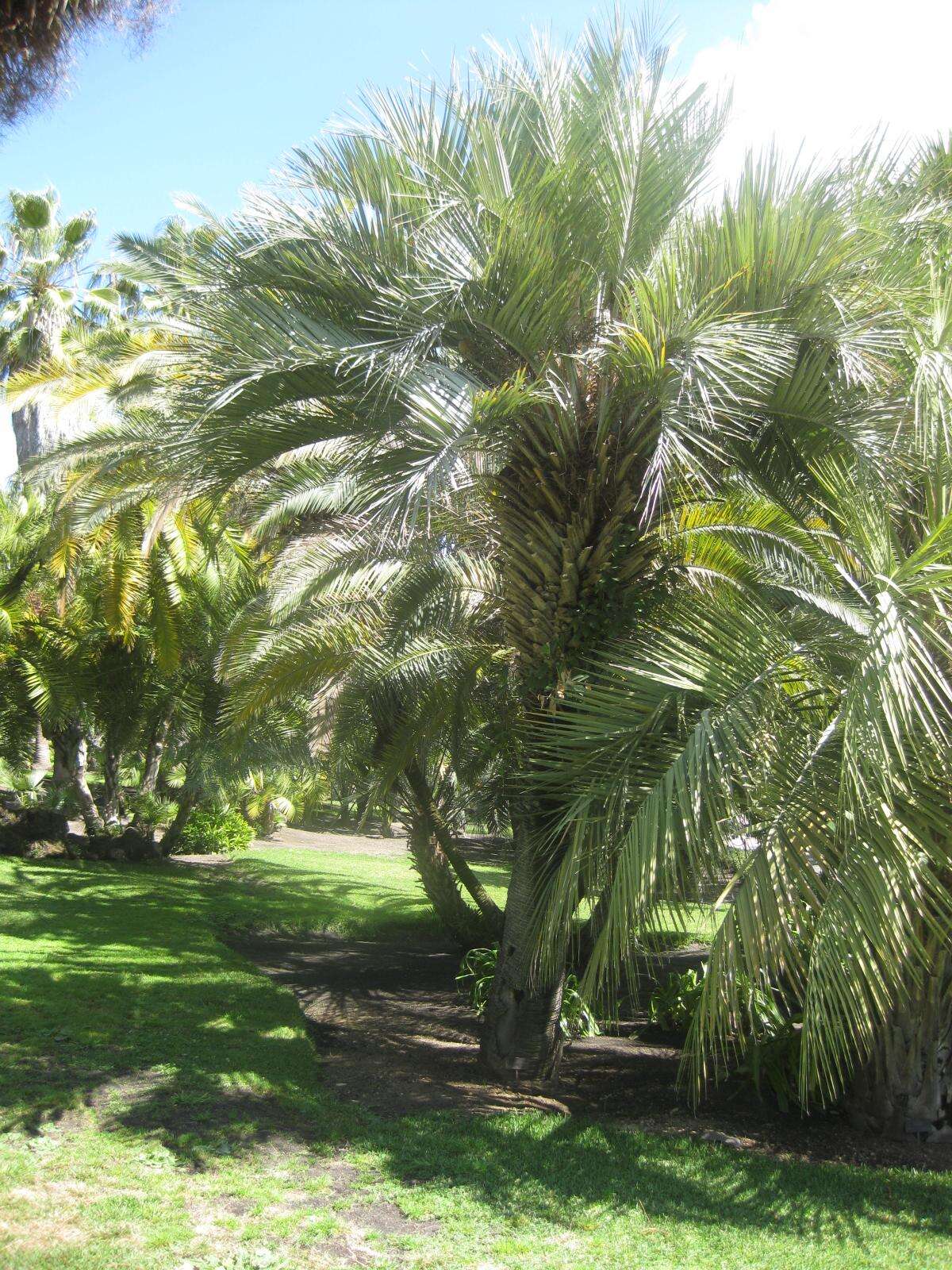 Image of South American jelly palm