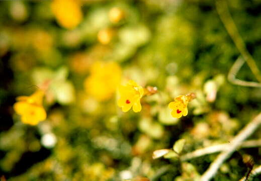 Image of Wing-Stem Monkey-Flower