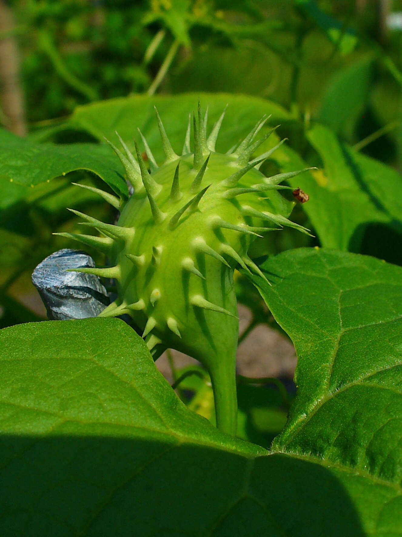 صورة Cyclanthera brachystachya (Ser.) Cogn.