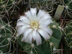 Image of Gymnocalycium denudatum (Link & Otto) Pfeiff. ex Mittler