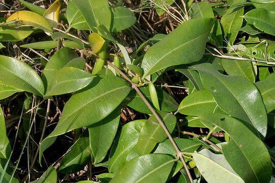 Image of Cryptolepis buchananii Schultes ex Roemer & Schultes