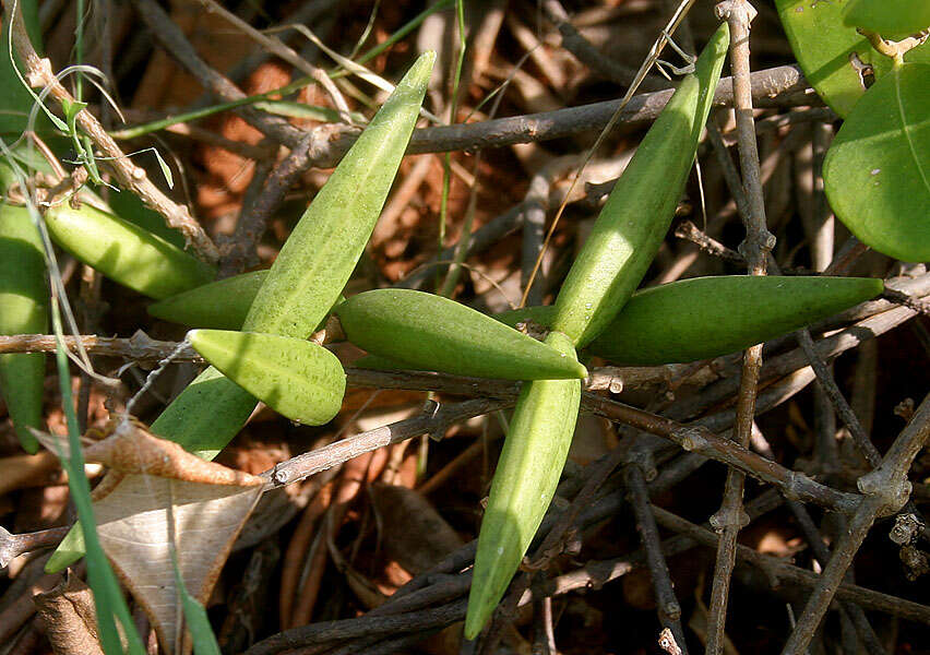 Image of Cryptolepis buchananii Schultes ex Roemer & Schultes