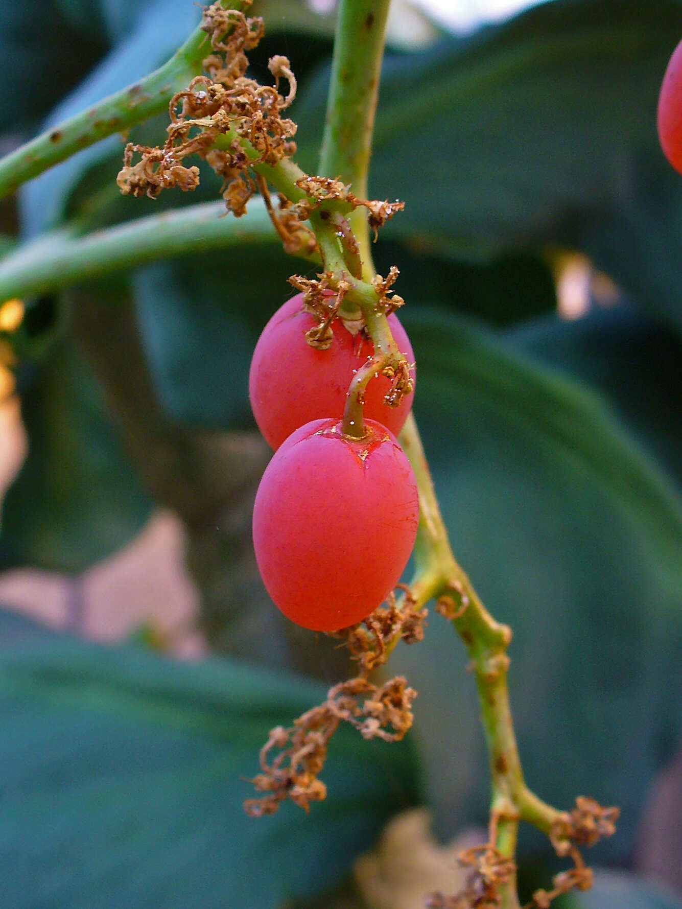 Image of Cyphostemma bainesii (Hook. fil.) Descoings