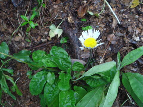 Image of Bellis rotundifolia (Desf.) Boiss. & Reut.