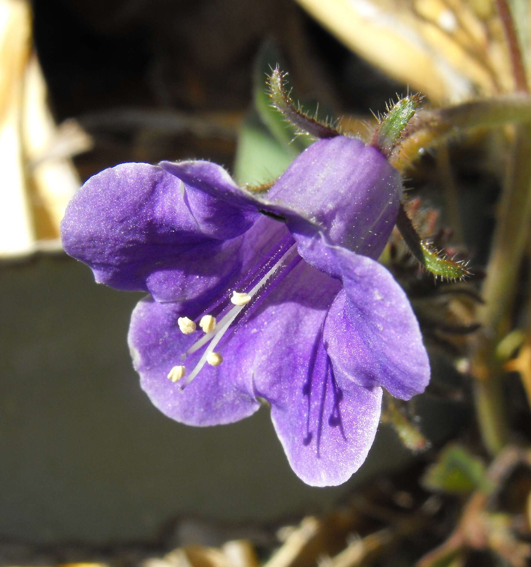 Image of wild canterbury bells