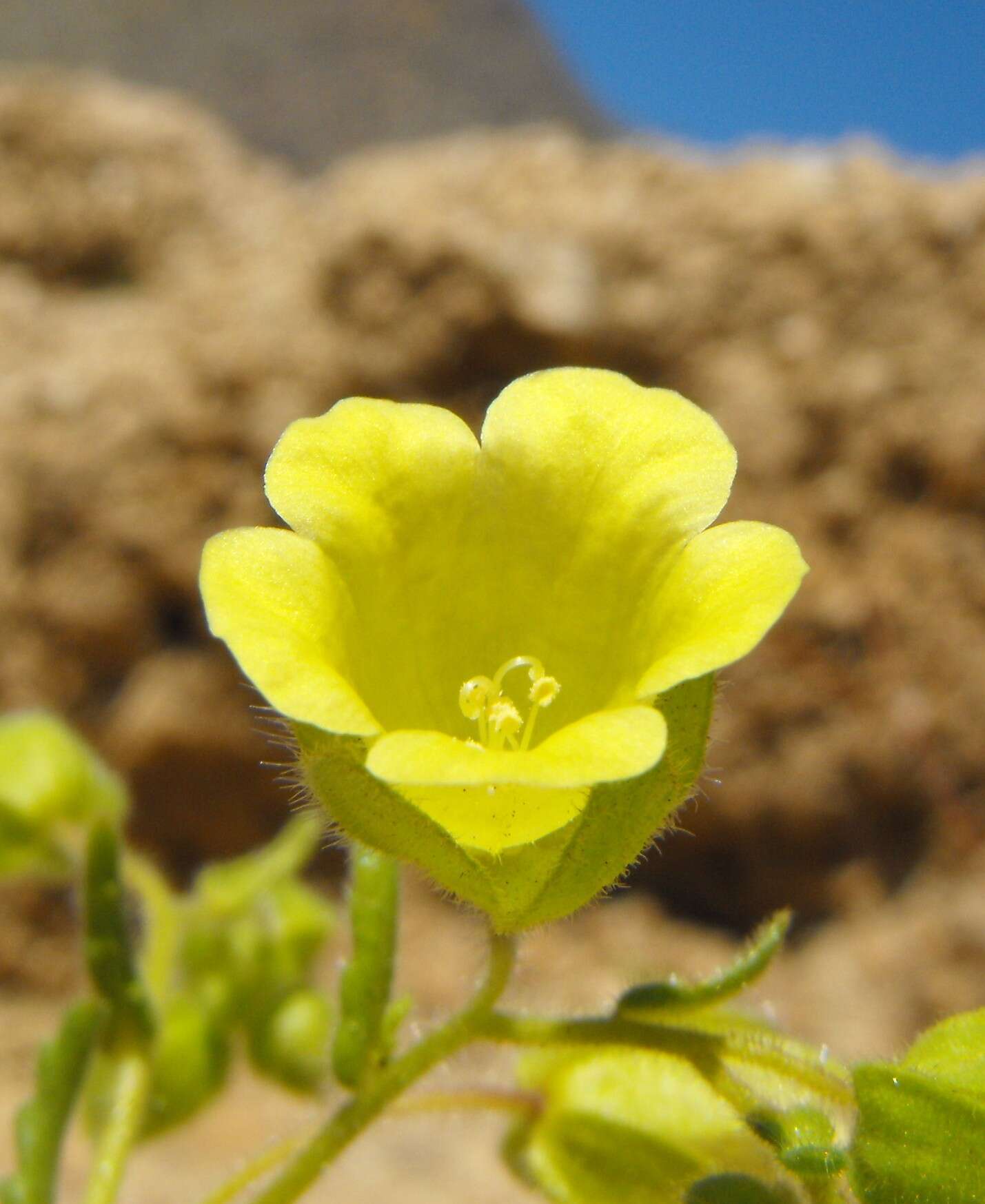 صورة Emmenanthe penduliflora Benth.