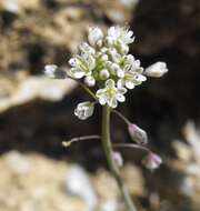 Image of mountain fringepod