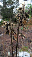 Imagem de Hosta sieboldiana var. sieboldiana