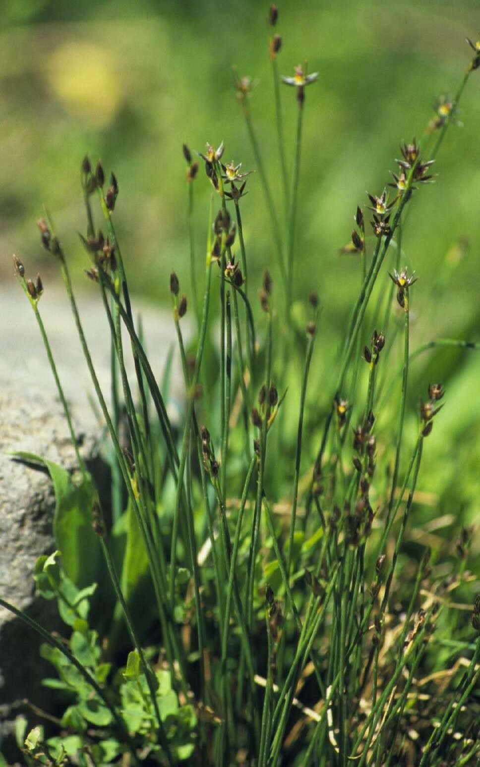 Слика од Juncus drummondii E. Mey.